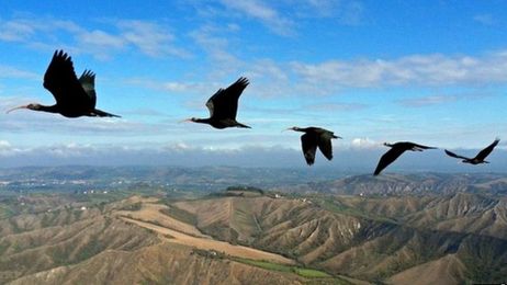Birds' V formation mystery 'solved'