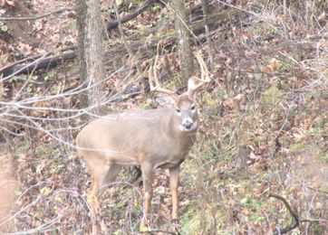 How To Pull Off The “Bump and Dump” for Monster Bucks