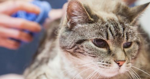 Why a salon visit is good for your pet