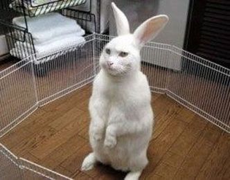 Introducing Your Rabbit To Other Pets