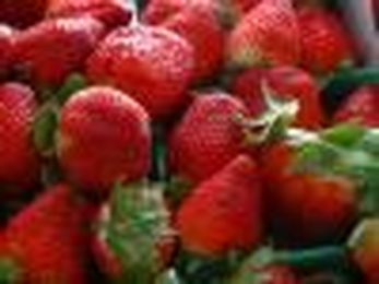 Study: Shipping strawberries in corrugated saves $6.6 million
