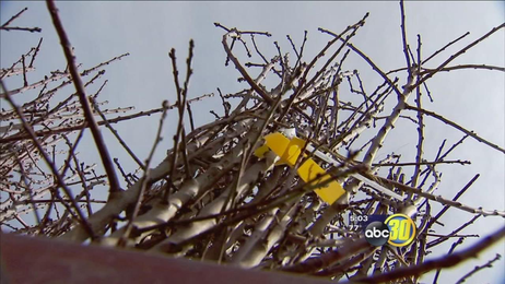 Tree nurseries impacted by drought