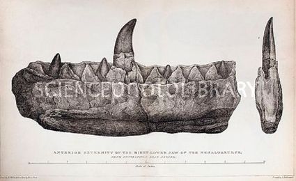 Women in the Golden Age of Geology in Britain.