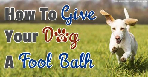 Clean Your Dog's Paw to Reduce Her Paw Licking Tendencies