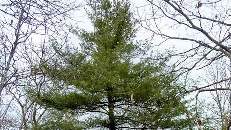 White Pine Trees Provide Canopy and Carpet