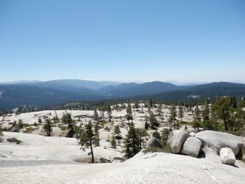 World's Largest Trees Help Explain California Forests' Bald Spots 