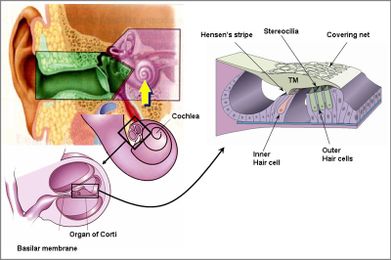 Data centers may be hazardous to your hearing