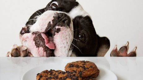 Ask Well: The Problem With Dogs and Chocolate
