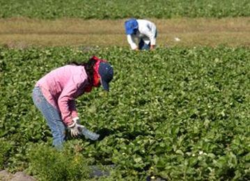 Properly Classify Farm Workers