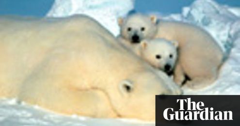 Test your knowledge of polar bears