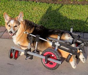 Learn How Pet Dogs Are Helping Fight Lou Gehrig’s Disease