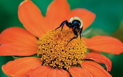 Go Native but Not Wild