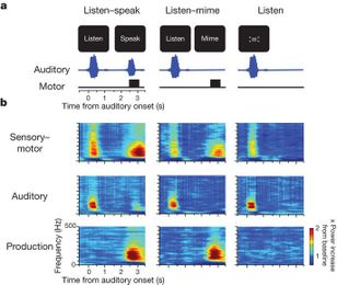 motor transformations for speech occur bilaterally