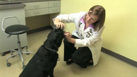 Why Fido needs his teeth cleaned, too