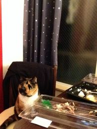 How I Moved With My Cat From Hawaii to Japan