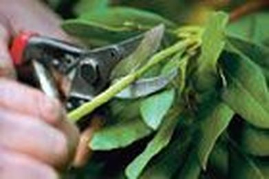 How to Prune Small Trees and Shrubs