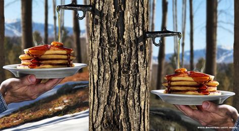 Maple Syrup From A to Z: 26 Interesting Things to Know