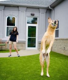 Spa Treatments for People and Their Pets