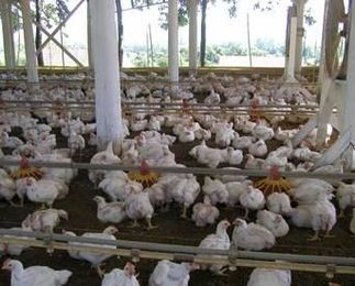 Reducing emissions in poultry houses through phytogenic feed additives