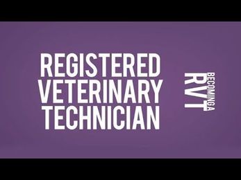 How to Become a Registered Veterinary Technician (RVT): College, VTNE and More!