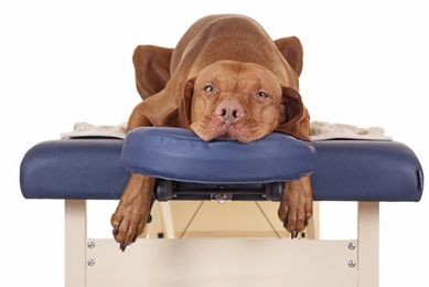 How & Why To Give a Dog Massage: (Your dog wants you to read this!)