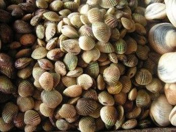 Seafood And Your Kidneys