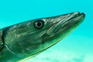 The Many Reasons Why You Should Be Eating Fish Heads