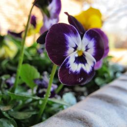 Where there's a hole...