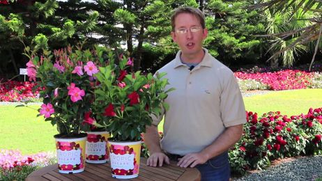How to Grow Tropic Escape® Mandevilla: 3 Easy Tips