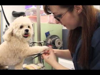 Get Grooming! A look inside our Grooming Salon & Spa