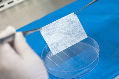 Breakthrough in Quest to Grow Body Parts