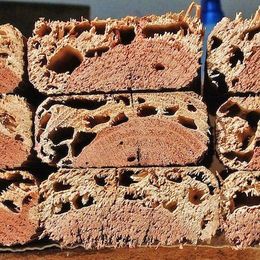 The Gross, Scary, and Entirely Truthful House Pest Quiz