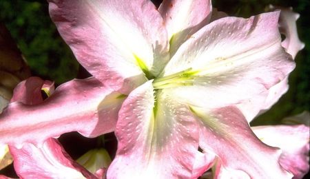 Why You Should Definitely Rethink That Easter Lily