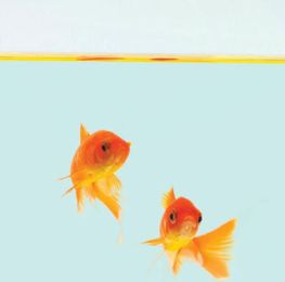 Establish a low-maintenance aquarium