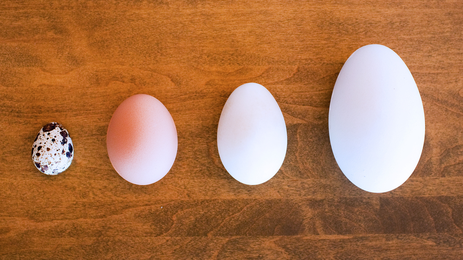 Hunting For The Tastiest Egg: Duck, Goose, Chicken Or Quail?