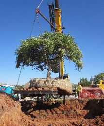 Telescoping Boom Crane Preserves a Rare Treasure