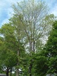 Tree Service is Needed for Trees with Deadwood, Poor Leaf Development 