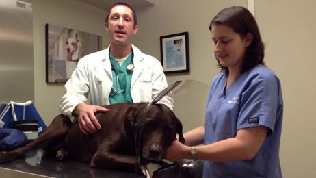 Benefits of Using an E-Collar