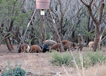 Why You Should be Eating More Wild Pigs Right Now