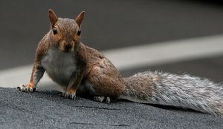 How To Keep Pests Off Your Roof And Out Of Your Attic