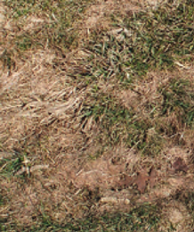 5 Tips to Help Your Lawn Recover from Snow Mold