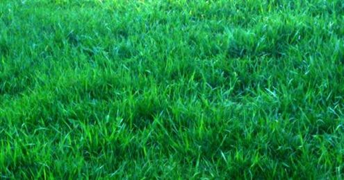 Tips for a Green Lawn