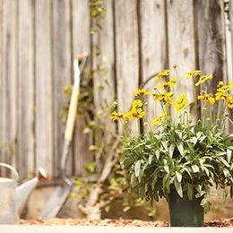 Plant Perennials in Your Garden