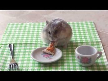 Tiny Hamster Eats Tiny Pizza