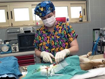 When is it really an emergency? Pet conditions that require immediate veterinary attention