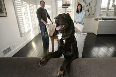 Home sellers are advised to remove pets during showings