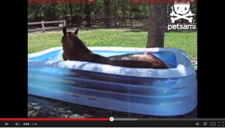 Watch This Horse Play In A Kiddie Pool