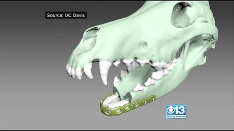 3-D Printers Help Grow New Jaws For Dogs At UC Davis