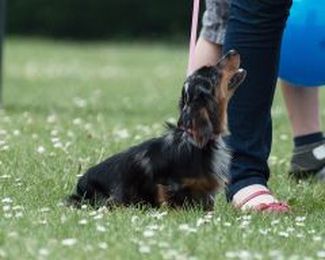 The Handler you Hate: Why Training Treats Matter