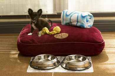 10Best: Posh Pet Perks at Hotels